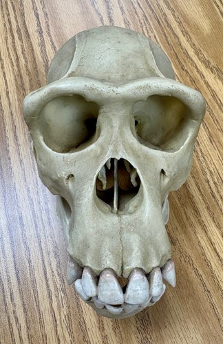 Vintage anatomical - vintage,