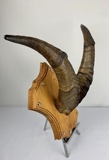 cabinet curiosité.taxidermie.trophé Corne de Bouc 