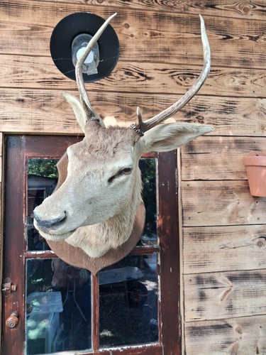 Large deer head with wood - deer,