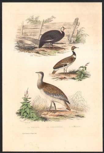 1853 gravure aquarellée - 1853,