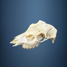 578KU Crane de cerf, bois de