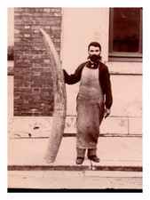 Trophée de chasse, défense