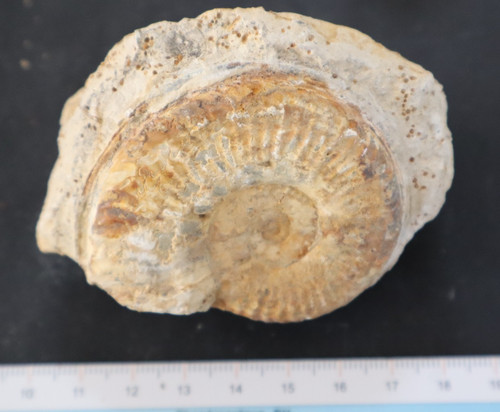 Ammonite fossile