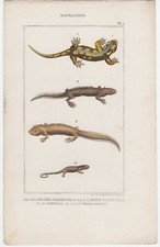 BUFFON. GRAVURE ANCIENNE VERS