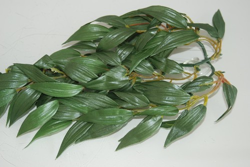Reptile fmr vivarium ruscus - reptile,