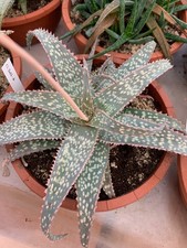 Aloe hybride CL2023.D