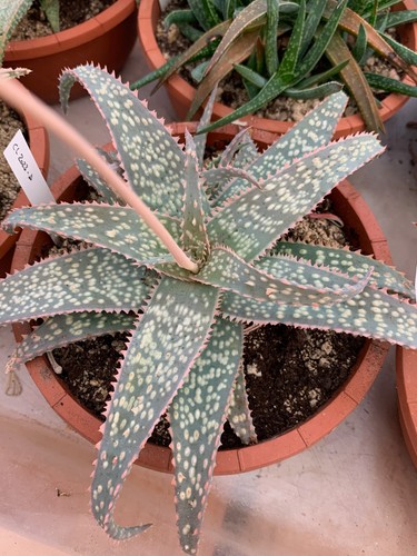 Aloe hybride cl2023 - aloe,