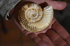 RARE ammonite Perisphinctes dichotomoceras Umbilicatus Madagascar