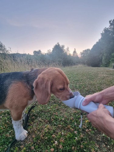 Gourde chien portative - portative, en