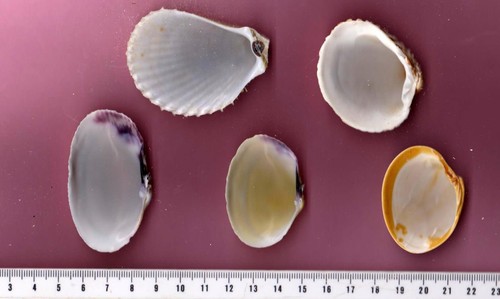Coquillages pour aquarium - , ou
