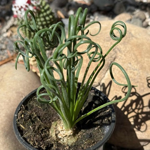 Albuca spiralis frizzle - albuca,