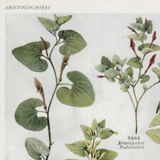 Asarum  Aristolochia Pl 539 - Plante Flore -- Gravure de presse 1930