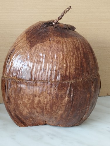 Grosse noix coco - coco, naturelle