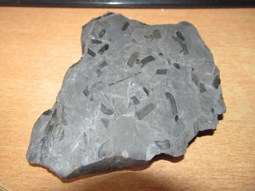 Vegetaux fossiles - fossiles, du