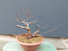 Bonsaï orme champêtre 40 x