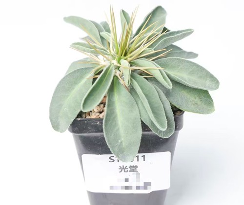 Pot 5cm rare cacti - rare,