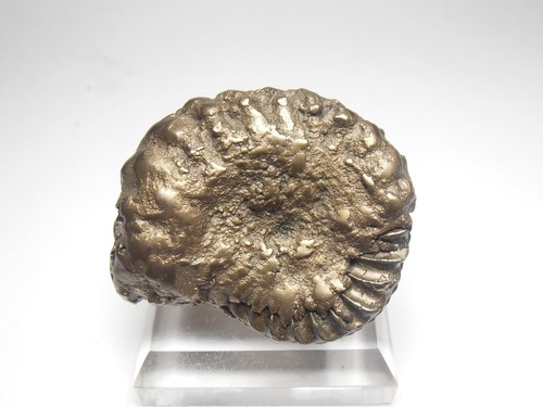 Pyritized ammonite fossil - pyritized,