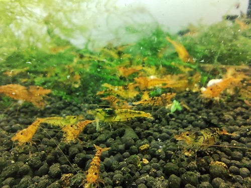Crevettes tiger tangerine - tiger,