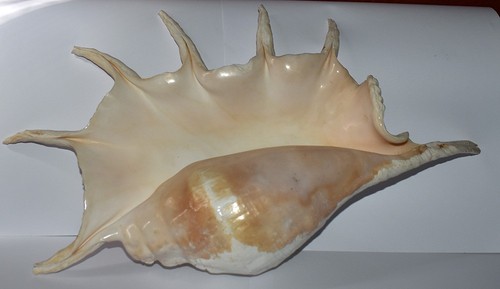 Sea shell strombidae - -,