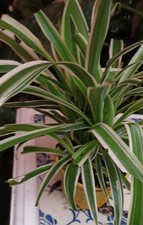 Chlorophytum panaché; 1 plante en pot