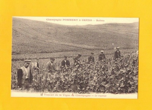 Reims rognage vigne - reims,