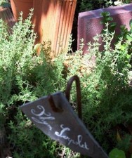 ♫ THYM Serpolet Purple