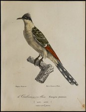 1830 - Coucou geai -