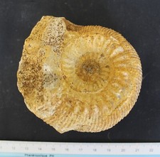 Ammonite fossile Bajocien