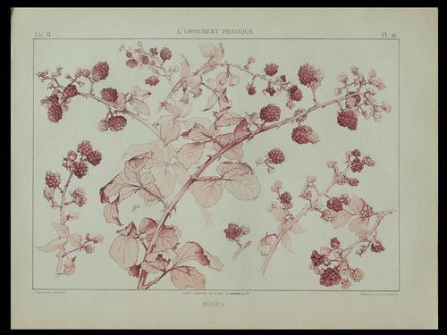 Mures habert dys - mures,, -1896-