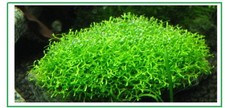 Riccia Fluitans PLANTE AQUATIQUE FLOTTANT VRAIE PLANTE AQUARIUM FACILE DEBUTANT