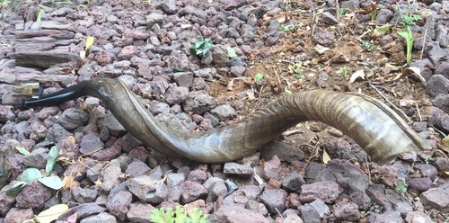 Corne yéménite antilope