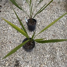 Palm live Butia capitata - 1