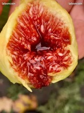 10 boutures parmis 25