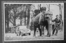 HILLMAN MINX ELEPHANT MONICA ZOO LIVERPOOL   document photo clipping