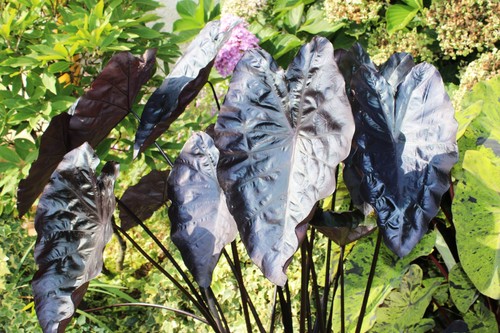 Colocasia painted black gecko - painted,