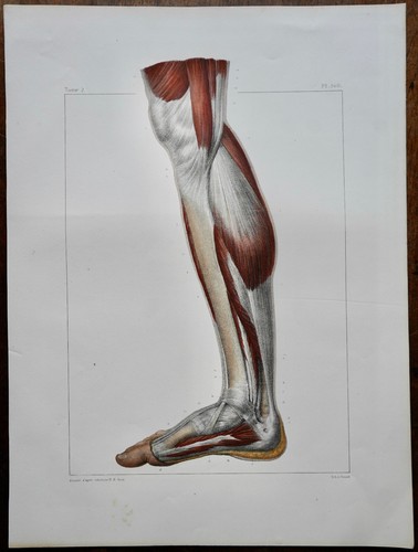 Anatomie medecine bourgery - anatomie,
