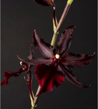 Colmanara masai red - colmanara, /