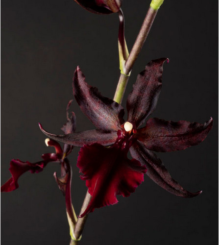 Colmanara masai red - masai, /