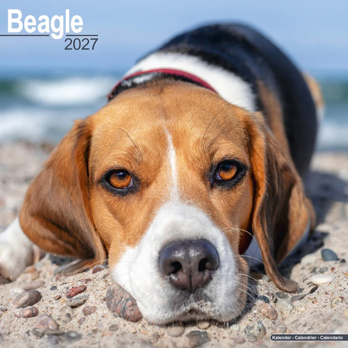 Calendrier 2027 beagle - 2027,