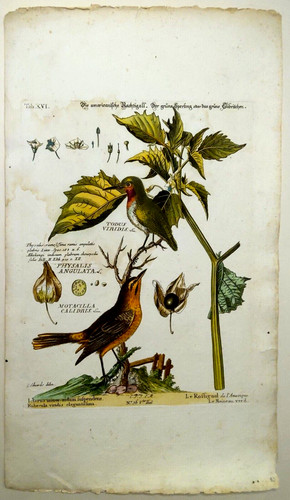 Gravure ancienne papier - gravure,