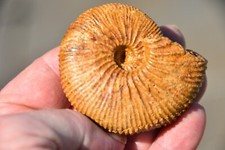 ammonite Mayaites arenosum oxfordien de Atsimo Andrefana Madagascar