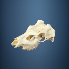 576KU Crane de cerf, bois de