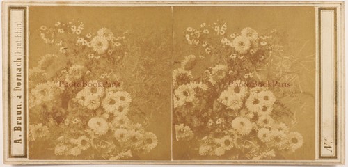 Nature morte fleurs artistique - morte,