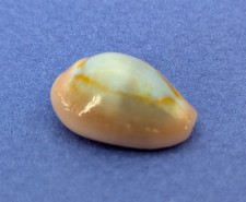 Cypraea Annulus Meli (f.circumpicta) 18,4 mm Gem Madagascar " Joli spécimen "