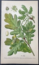 Botanique Chêne à fruits pédonculés Gravure couleur de 1893 par Masclef