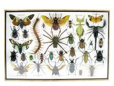 Insectes 3D - exotiques réel