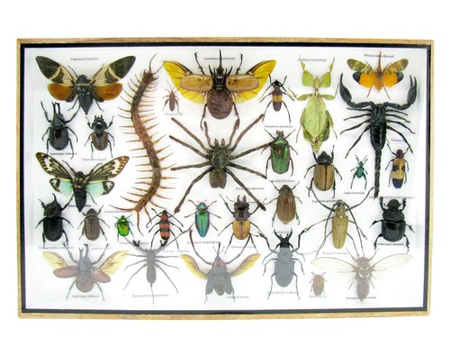 Insectes exotiques réel - -,