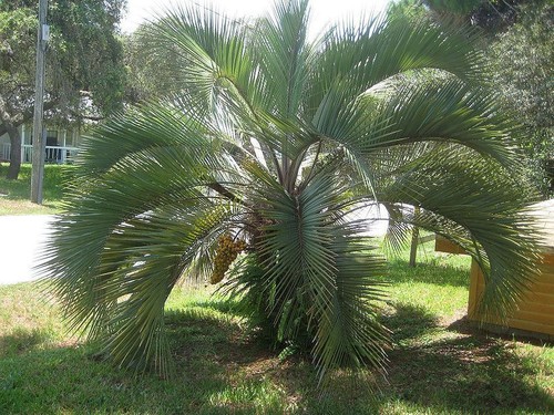 Butia odoratus cold - odoratus, hardy