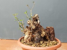 Bonsaï olivier 23 x 13 cm en