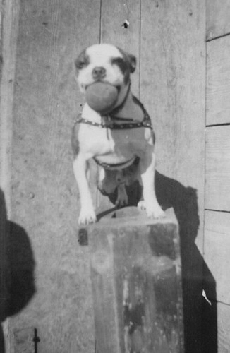 Cute adorable boston - adorable, terrier